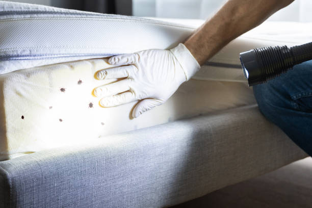 Best Affordable Pest Control Services  in Absecon, NJ