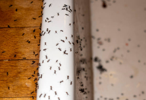 Best Affordable Pest Control Services  in Absecon, NJ