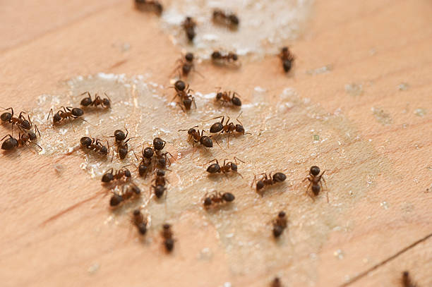Best Affordable Exterminators  in Absecon, NJ