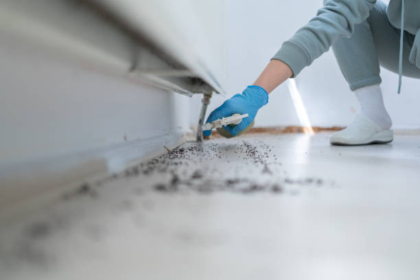 Best Insect Control  in Absecon, NJ